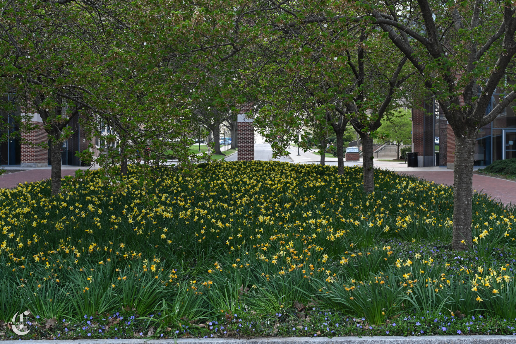 Nature on Campus, yellow flowers